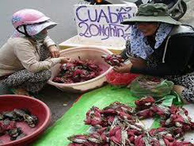 Tôm hùm, cua bể siêu rẻ trên vỉa hè Sài Gòn