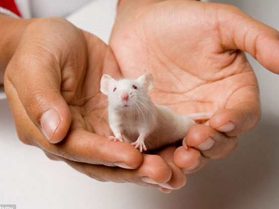 Tình báo quân sự Nga tuyển dụng chuột