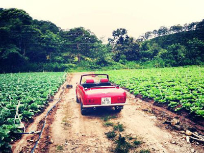 Bán rau Đà Lạt qua mạng