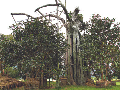 Chuyện cây đa Tân Trào 300 tuổi sinh hậu duệ