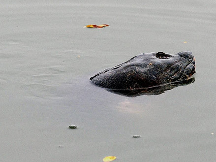 Rùa hồ Gươm 'dạo chơi' trong giá lạnh