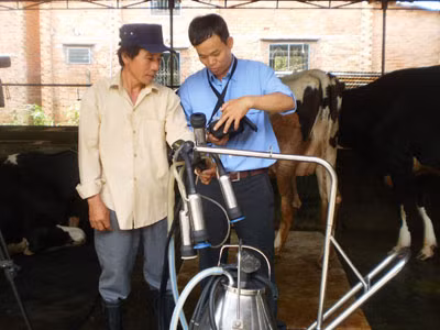 Thông báo tiền sữa đến nông dân bằng tin nhắn