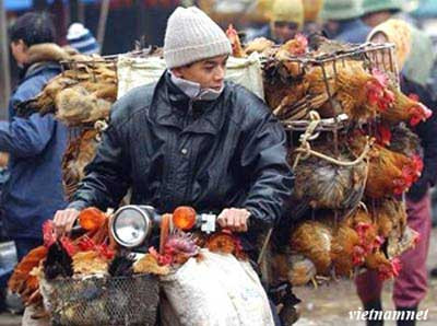 H5N1 biến chủng có thể bùng phát cuối năm