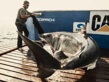 Chàng cao bồi Mỹ ngủ với cá mập