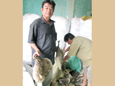 Săn cá nóc gai, nghề độc!