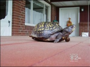 Tình cờ gặp lại 'bạn' rùa sau 47 năm thất lạc