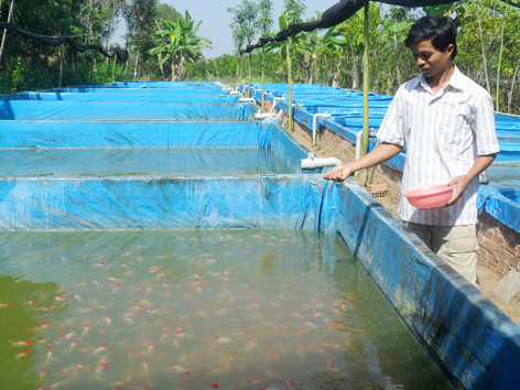 Cử nhân cá kiểng