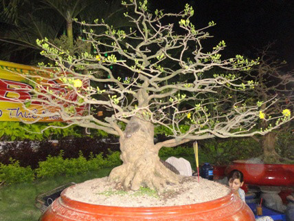 Mai 'đại gia' 1,5 tỷ xuống ...200 triệu