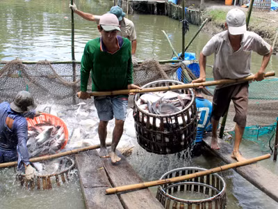 Cá tra 'chiến lược' của Việt Nam trong cơn bĩ cực