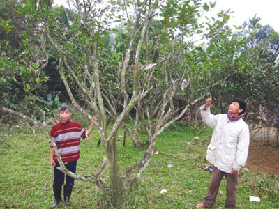 Anh Hán Duy Tấn bên những cây cam không quả còn sót lại sau lũ