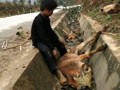 Sapa 1-2 độ C: Trâu bò chết hàng loạt