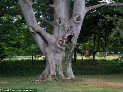 Cây sồi có bộ mặt khóc thét