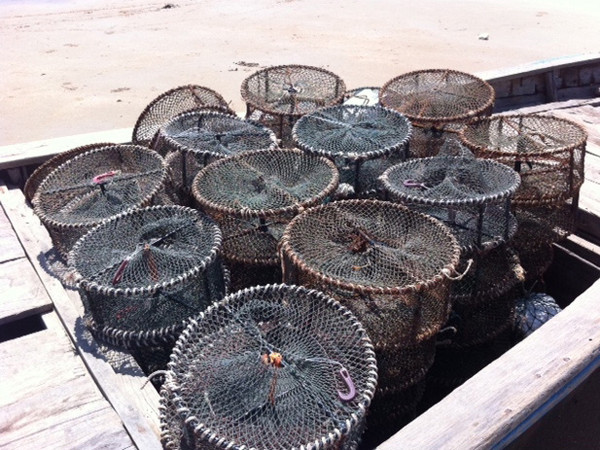 Săn mực Vũng Áng