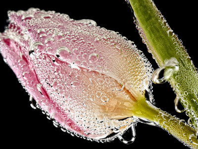 Cận cảnh các loài hoa đẹp lung linh