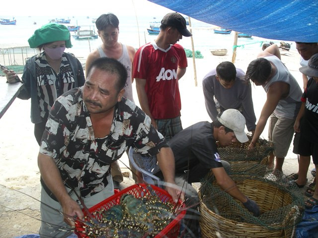 Thương lái Trung Quốc 'hành hạ' người nuôi tôm hùm