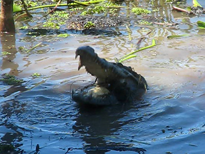 Vườn quốc gia Cát Tiên 'mất' Di sản Thế giới vì thủy điện