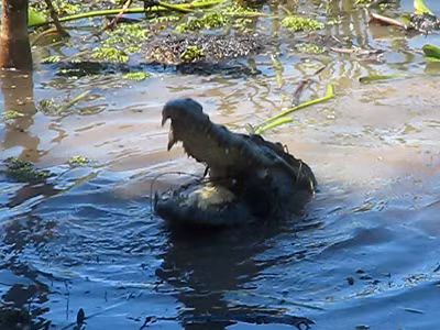 Vườn quốc gia Cát Tiên 'mất' Di sản Thế giới vì thủy điện