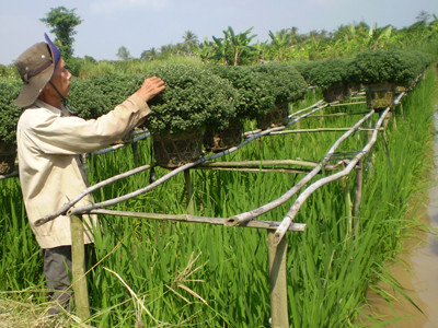 Trồng thêm lúa dưới giàn hoa Tết