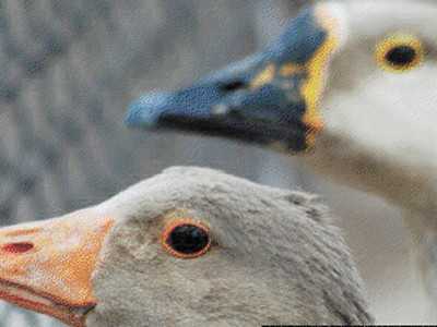 Nhà tù sử dụng hệ thống báo động bằng... ngỗng