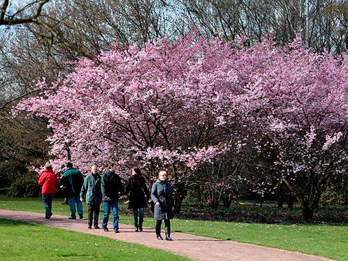 Hoa Anh Đào lung linh trong nắng ở Berlin