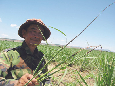 Mía bị bệnh than khiến cả ruộng nguy cơ mất trắng