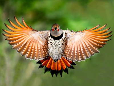 Khoảnh khắc chim 'đông lạnh' giữa trời