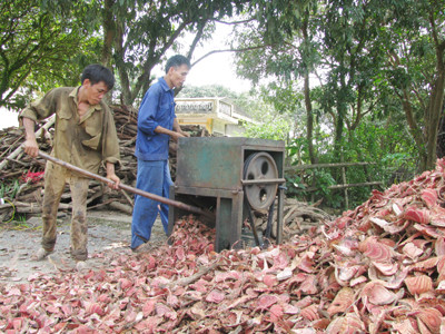 Tận diệt dược liệu trong rừng