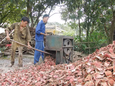 Tận diệt dược liệu trong rừng