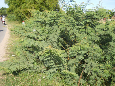 Tận diệt ngay cây mai dương!