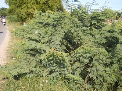 Tận diệt ngay cây mai dương!