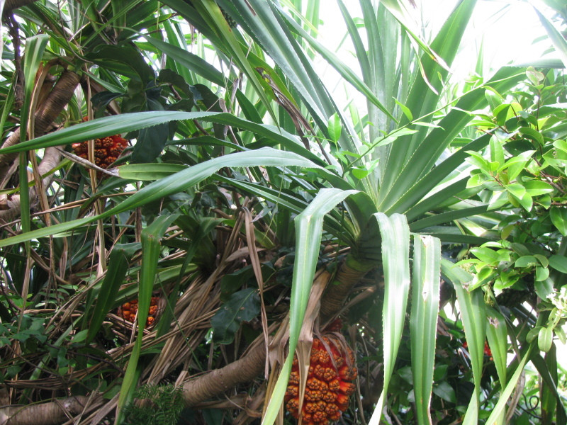 Thuốc hay từ dứa dại