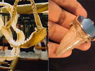 Thú chơi hàm cá mập