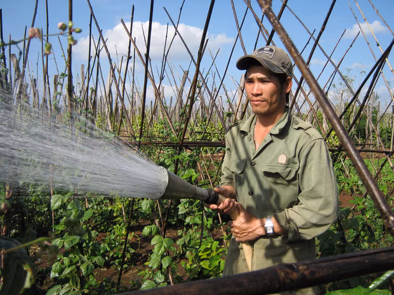 Nông Văn Việt tưới rau