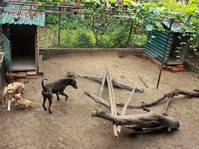 Trang trại chó Phú Quốc bạc tỷ ở Hà thành