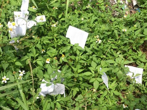 'Phao' xuất hiện cạnh trường thi tốt nghiệp