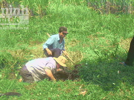 Rộ 'nghề' săn rắn độc