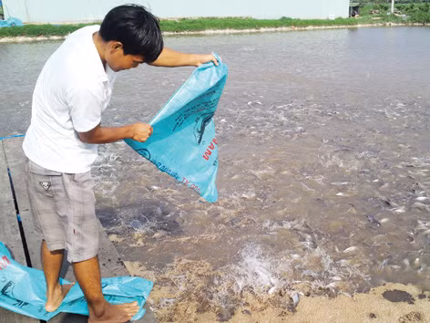 Nước nông nghiệp sao phải nhập nông sản?