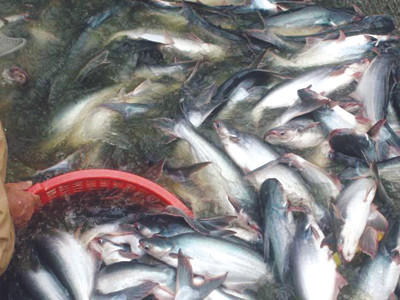 Nghi ngờ khoản vay 38.000 tỷ đồng cho cá tra