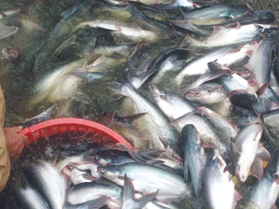 Nghi ngờ khoản vay 38.000 tỷ đồng cho cá tra