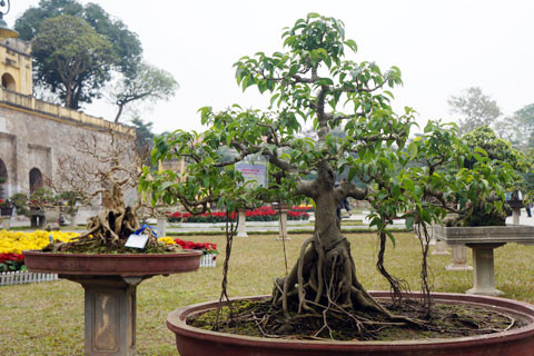 Ngắm vườn cây cảnh bạc tỉ tại Hoàng thành