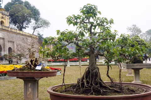 Ngắm vườn cây cảnh bạc tỉ tại Hoàng thành