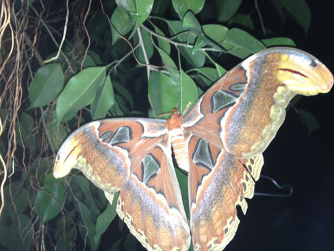 Loài bướm khổng lồ xuất hiện tại VN