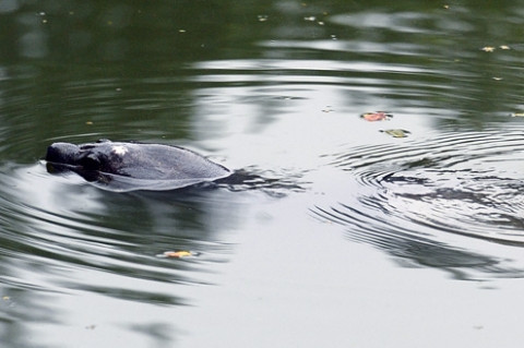 Rùa Hoàn Kiếm được nâng mức bảo vệ