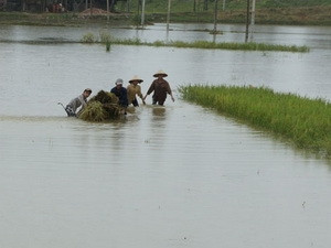 Xuất hiện lũ dị thường mùa đông trên sông Hồng