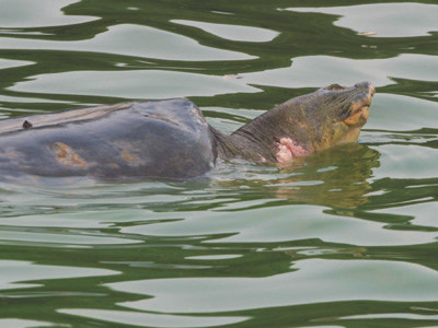 Cụ Rùa với vết thương ở cổ khó nhọc bơi nghiêng trên mặt hồ trong những ngày gần đây