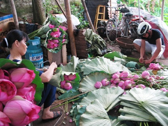 'Chặt chém' ở đầm sen Hồ Tây