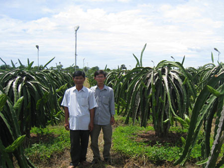 Chong đèn cao áp kích thanh long ra hoa: An toàn và tiết kiệm điện vượt trội