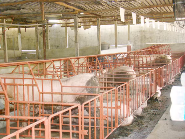 Dùng chất tạo nạc trong nuôi lợn khiến cả người nuôi và người mua bị thiệt hại Ảnh: M.T