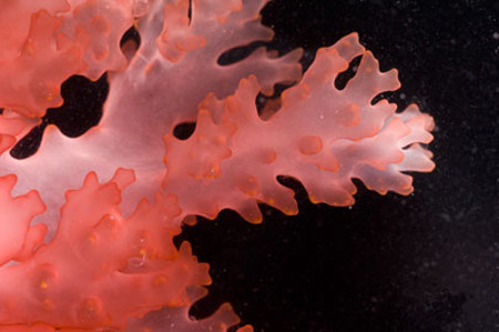 Tảo đỏ - ‘Vị cứu tinh’ cho sinh lực nam giới