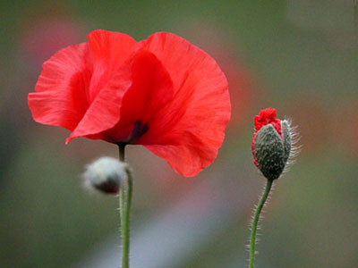 Đẹp như hoa giai nhân